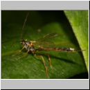 Acaenitinae spp - Schlupfwespe w08a 7mm fdet02.jpg